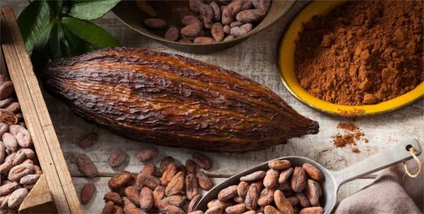 Les fèves de cacao poussent :